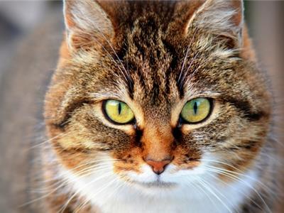 Dierenarts Essen - Verplicht chippen van katten